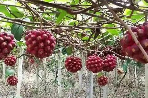 一種叫“黑老虎”的“長壽果”