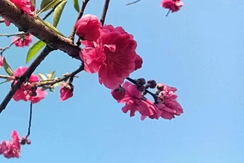 別意