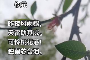 憫花
